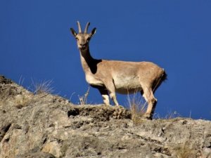 Dağ Keçileri Kameralara Böyle Poz Verdi