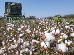 Pamuk Hasadında Fiyatlar Belli Oldu, Makineler Sahaya İndi