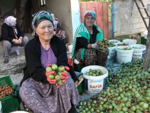 Ceviz Hasadı Renkli Görüntülere Sahne Oldu, 7 Ton Ceviz Toplandı