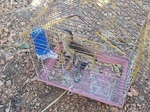 Ölü Taklidi Yapan Yaralı ‘Balaban’ Köylüler Tarafından Fark Edildi, Yetkiler Tedavi Altına Aldı