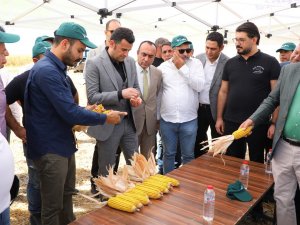 Yenişehir İlçesinde Mısır Hasadında Rekolte 30 Bin Tonu Geçti