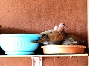 Kumru Ve Güvercin Arasındaki Yuva Mücadelesi Kötü Bitti