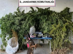 Jandarmanın Operasyonunda 2,5 Kilo Esrar Ele Geçirildi