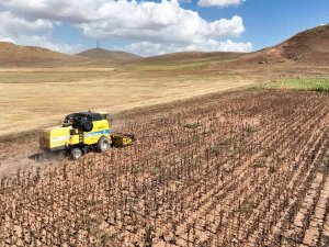 Sivas’ta Yağlık Ayçiçeği Hasattı Yapıldı, 15 Bin Ton Ürün Bekleniyor