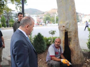 Yarım Asırlık Çınar Bakıma Alındı