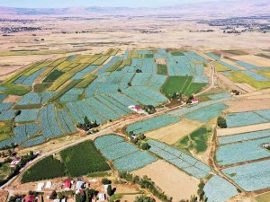 Muş’ta Lahana Hasadından Ülke Ekonomisine 35 Milyon Lira Katkı Bekleniyor