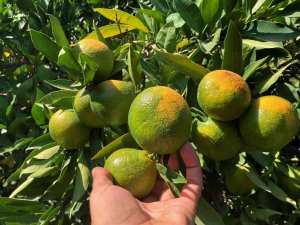 Erkenci Mandalinada Hasat Başladı