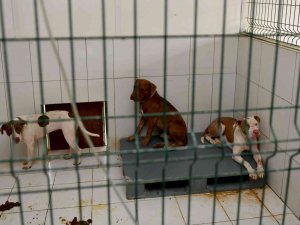 Kedi Evi’ne Giren 3 Pitbull Cinsi Köpek 12 Kediyi Telef Etti