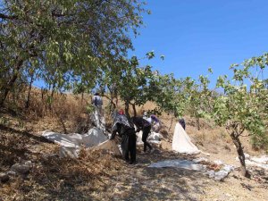 Siirt Fıstığına Yurt Dışından Yoğun Talep Fiyatları Arttırdı