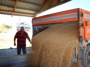 Buğday Üretiminde Rekor Kırılan Sivas’ta Yeni Sezona Hazırlık Başladı
