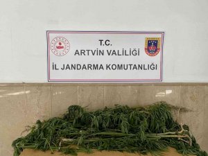 Artvin’de Esrar Operasyonu