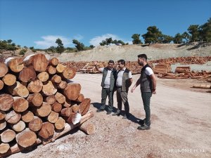 Geçen Yıl Yanan Ormanlardaki Ağaçlandırma Çalışmaları Sürüyor