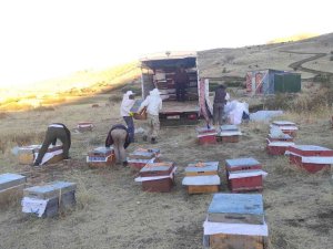Giresunlu Gezgin Arıcılar Çiçek Balı Rekoltesinden Memnun