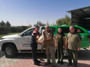 Karaman’da Yaralı Bulunan Pelikan Kuşu Koruma Altına Alındı