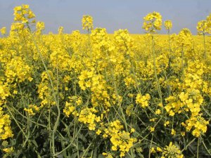 Çiftçilere Devlet Destekli Kanola Tohumu Dağıtıldı