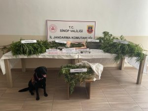 Sinop’ta Uyuşturucu Operasyonu