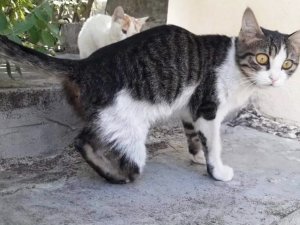 Gaziantep’te Kedi Vahşeti