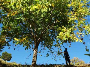 Erzincan’ın Sancak Kenti Kemah: 32 Bin Ceviz Ağacı Yetiştiriciliği İle Ekonomiye Katkı Sağlıyor