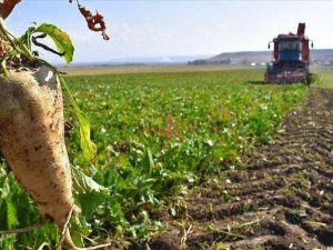 Erzincan’da Şeker Pancarı Hasatı Başladı