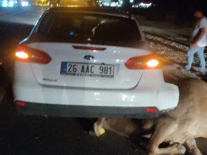 Büyükbaş Hayvana Çarpan Otomobilin Sürücüsü Yaralandı
