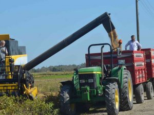 Bafra Ovası’nda Çeltik Hasadı Başladı