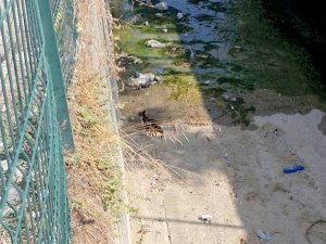 Derede Mahsur Kalan Yavru Kediyi İtfaiye Kurtardı