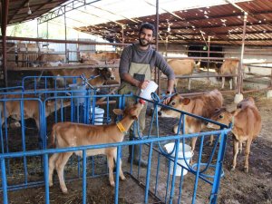 Üniversiteden Mezun Olup Döndüğü Köyünde Süt Çiftliği Kurdu