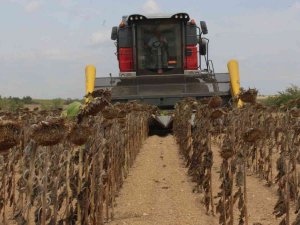 Buğday Ve Cevizde Verim Arttı, Ayçiçeği Ve Mısırda Yüzde 1 Kayıp