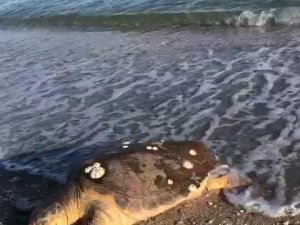 Marmara Denizi’nde Şaşkınlık Yaşatan Olay, Caretta Caretta Kıyıya Vurdu