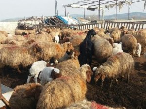 Üretim Tamamlandı, Göçerler Yaylalardan İndi