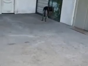 Vicdansız Hırsız Köpeğe Şiddet Uyguladı: O Anlar Kamerada