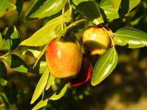 ‘Ölümsüzlük Meyvesi’ Hünnap Yüz Güldürüyor
