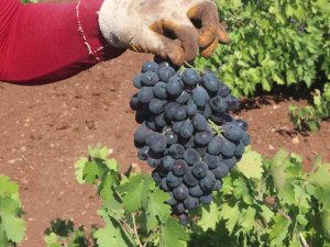 Kilis’te Üzüm Hasadının Sonuna Gelindi