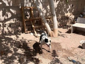 Konya’da Pitbull Besleyen 3 Kişiye Toplam 44 Bin 946 Lira Ceza