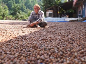 Erbaa Fındık Randımanıyla Ordu İle Yarışıyor