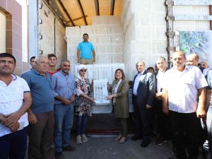 Gaziantep’te Zeytin Üreticilerine 40 Bin Hasat Kasası Dağıtılacak