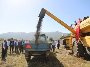 Simav’da Yağlık Ayçiçeği Hasadı