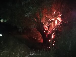 Yanan Ağaç İtfaiye Ekiplerince Söndürüldü