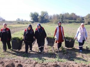 Düzce’de Melisa Hasadı Başladı
