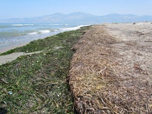 Ekodosd’tan, Denizin Ormanlarını Koruma Çağrısı