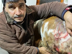 Kastamonu’da Ayı Buzağıya Saldırdı