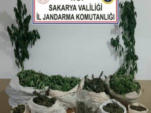 Jandarmadan Uyuşturucu Operasyonu: 3 Gözaltı