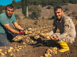Patateste 40 Bin Tona Yakın Rekolte Bekleniyor
