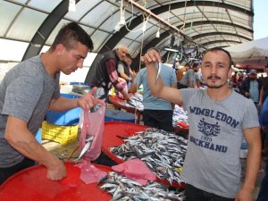 Hamsi, Balık Tezgahlarını Süsledi