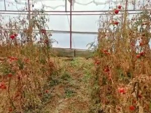 Serada Cansız Bedeni Bulunan Çiftçinin Şüpheli Ölümünde 3. Kez Gözaltına Alınan Şüpheli Tutuklandı