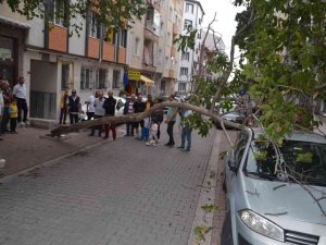 Rüzgara Dayanamayan Ağaç Otomobilin Üzerine Devrildi