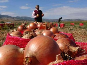 Soğan Rekoltesi Ve Fiyatıyla Üreticinin Yüzünü Güldürdü
