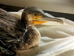 Ekodosd’tan Balıkçılara “Olta İğnesi” Uyarısı