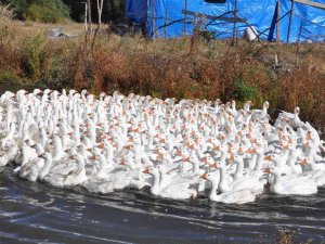 Kars’ta Kazlar Besiye Alındı