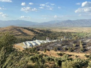 Mangal Keyfi İçin Zeytinlik Yakan Şüpheliler Gözaltına Alındı